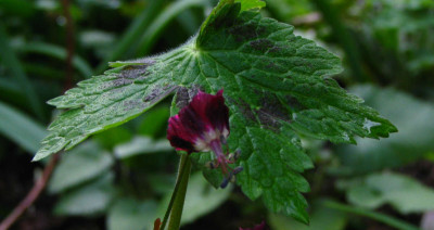 Geranium_phaeum_Samobor_0497.jpg