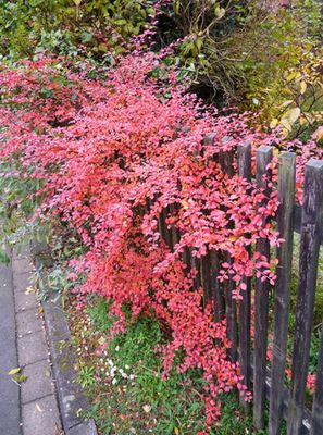 Cotoneaster_fars_2010.jpg