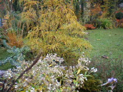 herbstrhamnusfrangulaasplenifolia.jpg
