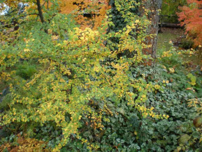herbstnothofagusantarctica.jpg