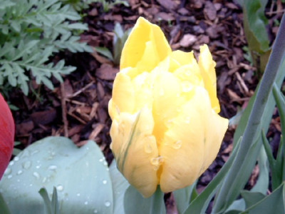 Tulpe10.jpg