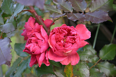 Rose_Rosarium_Uetersen2210.jpg
