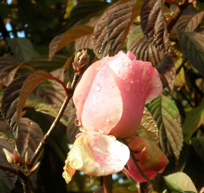 herbstoperettenrose.jpg