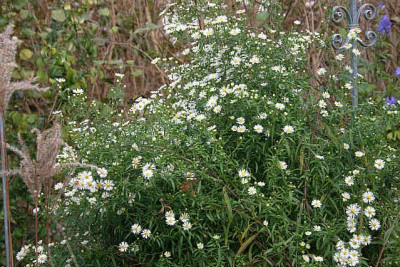 Herbstaster4310.jpg