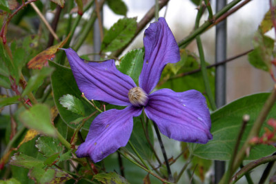 Cl.int.Durandi1310.jpg