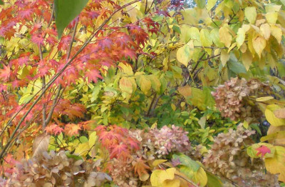 herbstblattsalatdersaison.jpg
