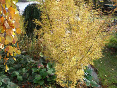 herbstacerpalmokushimo.jpg