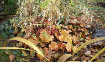 herbstsaxifragacortusifoliarubrifolia.jpg