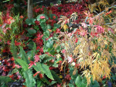 herbstacerpalmatropblattfall.jpg