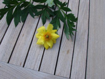 Paeonia1.2_ue.JPG