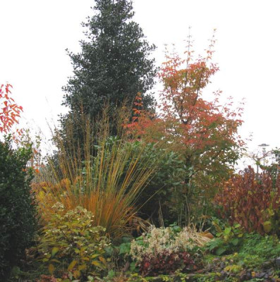 Acer_giseum_November_1_800x600.jpg