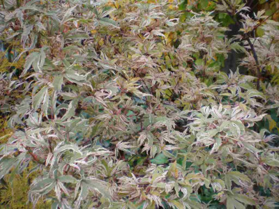 herbstacerpalmbutterfly.jpg