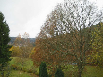 Eiche_halbkahl.jpg