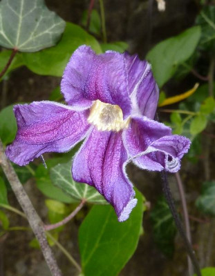Staudenclematis_fars_2010.jpg