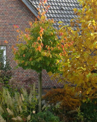 Parrotia_Oktober_29_800x600.jpg