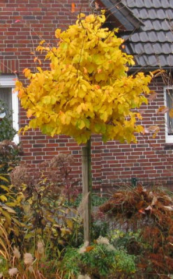 Parrotia_November_04_800x600.JPG