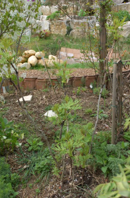 P._delavayi_ssp_delavayi_f._lutea_0014__43961.jpg