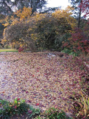 Teich_herbst_01.jpg