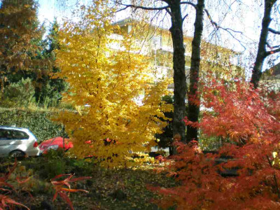 herbstparrotiapersica.jpg