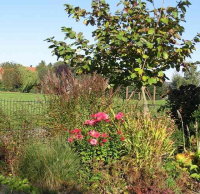 Magnolia_sieboldii_640x480.jpg