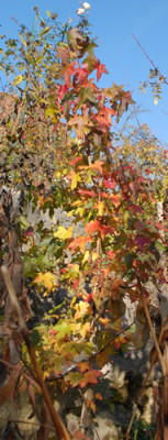 Liquidambar_styraciflua__0012__82167.jpg