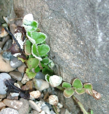 04180002_eCeterach_officinarum-Milzfarn.JPG