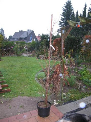 Cornus_Officinalis.JPG