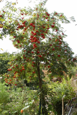 Sorbus_aucuparia_0010__78727.jpg