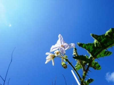 Lichi__10-17.JPG