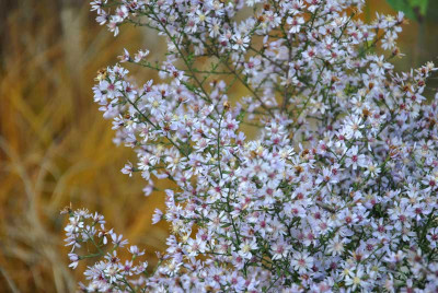 Aster-Bluetenregen_web.jpg