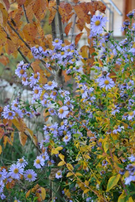 Aster_nb_hellblau_web.jpg