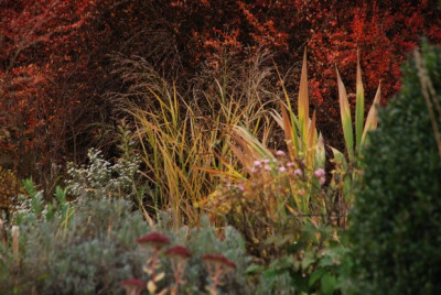 panicum_herbst.jpg