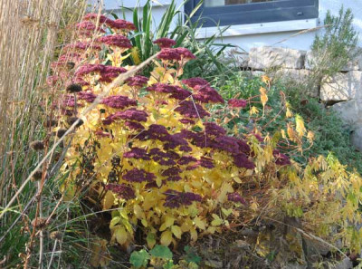 Sedum_Herbstfreude_web.jpg