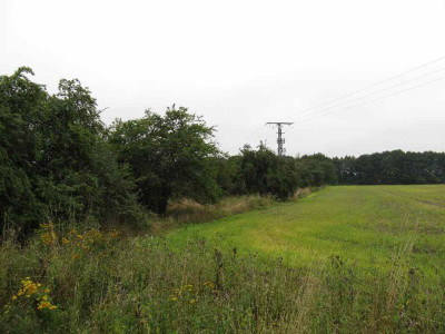 Pflaumenbaume.jpg