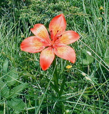 Liliumbulbiferum.jpg
