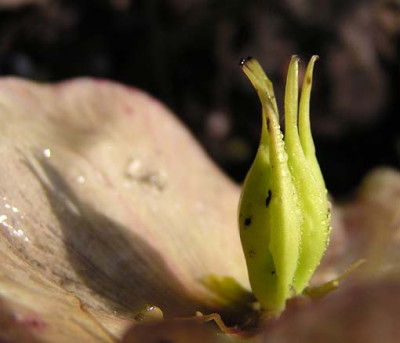 helleborus_tropfen.jpg