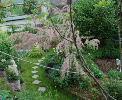 Tamarix_parviflora_0011__N_46217.jpg