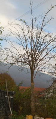 Sambuccu_nigra_0010_2278.jpg