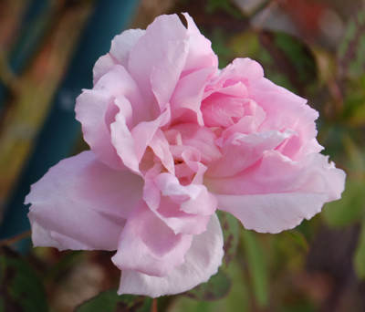 Cornet_0010__82304.jpg