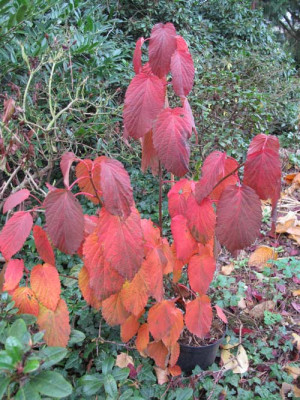 Davidia_involucrata_herbst.jpg