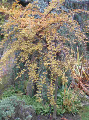 herbstulmusparviflorageisha.jpg