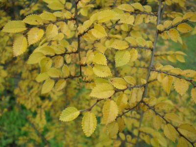 herbstulmusparviflorageishablatt.jpg