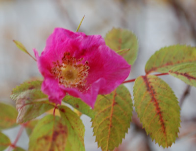 Rosa_majalis_0010__2362.jpg