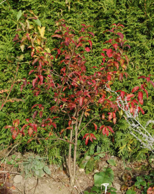 Euonymus_europaeus___0010__82357.jpg