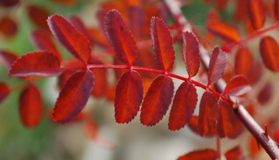 Rosa_hugonis_0010__82349.jpg