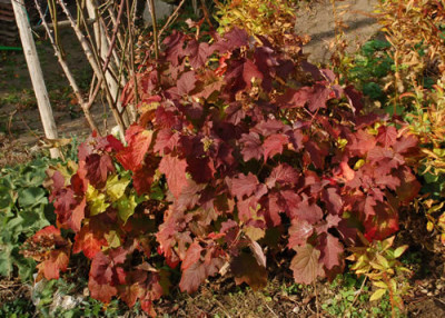 Hydrangea_quercifolia_0010__82351.jpg
