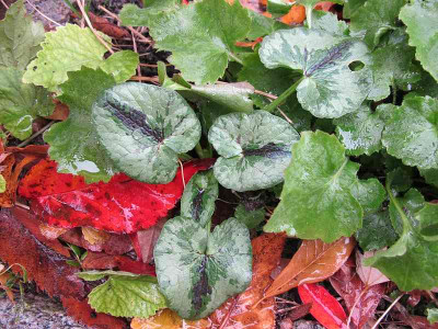 Ranunculus_7.11.10_ue.jpg