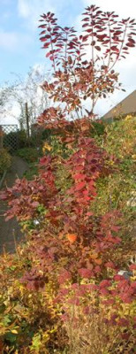 Cotinus_coggygria_Royal_Purple_0010__82352.jpg