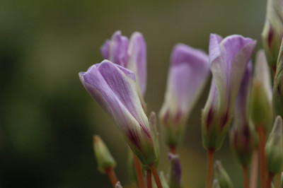 oxalis_11114s.jpg