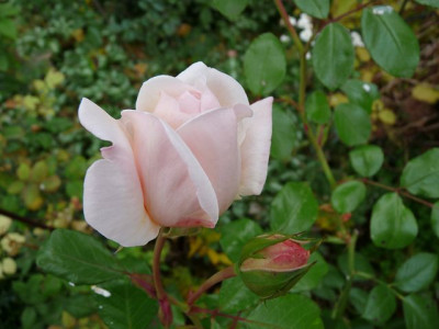 k-Martine_G.Nov.JPG